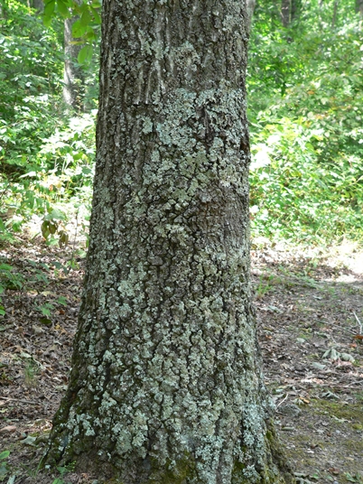 {Quercus coccinea}